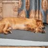imageNICETOWN 100 Waterproof Dog Blanket Sofa Covers Couch Cover for Pets Cats Furniture Protector Dog Travel Bed Reversible Washable Mat for Car Floor 82quot W x 82quot L 1 Panel BeigeKhakiDark GreyLight Grey