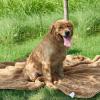 imageNICETOWN Waterproof Dog Blanket Bed Cover Sherpla Fleece Cozy Plush Bed Large Dog Blanket for Couch Sofa Floor Protecting Pet Day for Present 50quot W x 60quot L Light GreyBrown