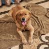 imageNICETOWN Waterproof Dog Blanket Bed Cover Sherpla Fleece Cozy Plush Bed Large Dog Blanket for Couch Sofa Floor Protecting Pet Day for Present 50quot W x 60quot L Light GreyTaupe