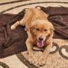 imageNICETOWN Waterproof Dog Blanket Bed Cover Sherpla Fleece Cozy Plush Bed Large Dog Blanket for Couch Sofa Floor Protecting Pet Day for Present 50quot W x 60quot L Light GreyBrown