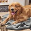 imageNICETOWN Waterproof Dog Blanket Bed Cover Sherpla Fleece Cozy Plush Bed Large Dog Blanket for Couch Sofa Floor Protecting Pet Day for Present 50quot W x 60quot L Light GreyLight Grey